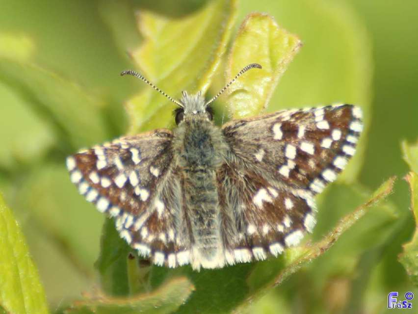 Pyrgus malvae - kis busalepke