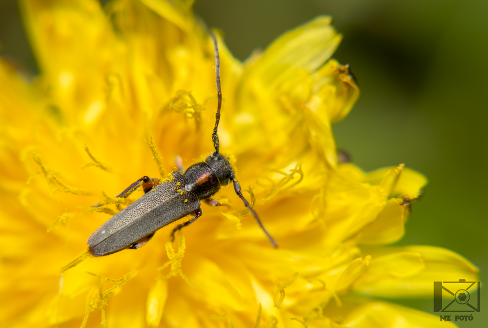 Phytoecia pustulata - parányi fűcincér