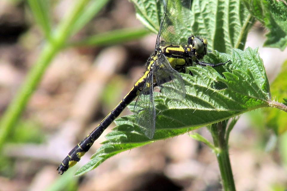 Gomphus vulgatissimus - feketelábú folyami-szitakötő