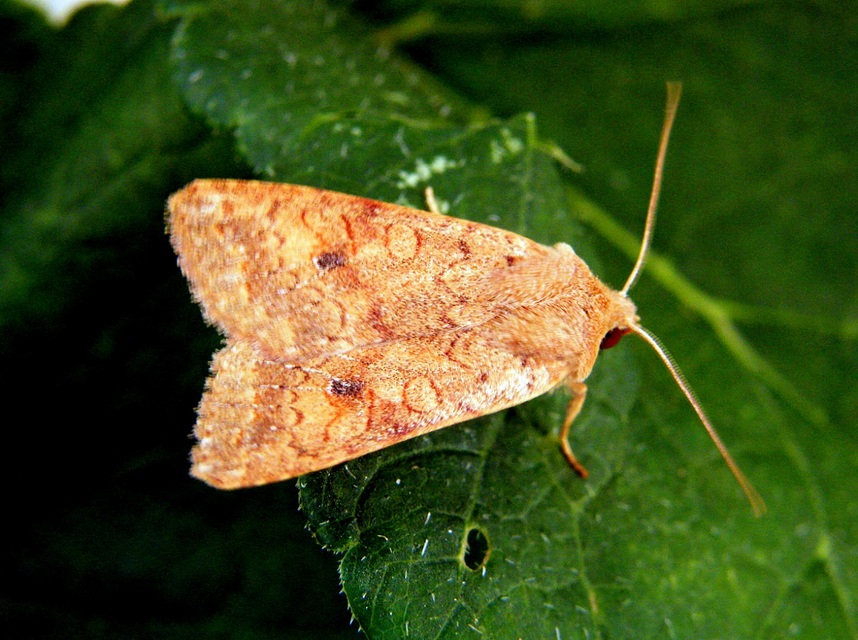 Sunira circellaris - okkersárga őszibagoly