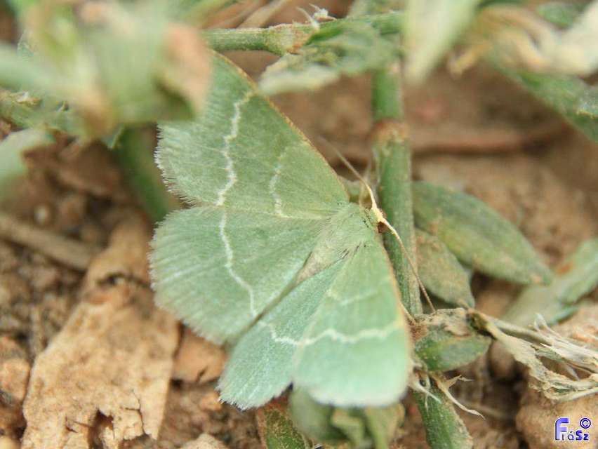 Chlorissa cloraria - sárgászöld araszoló