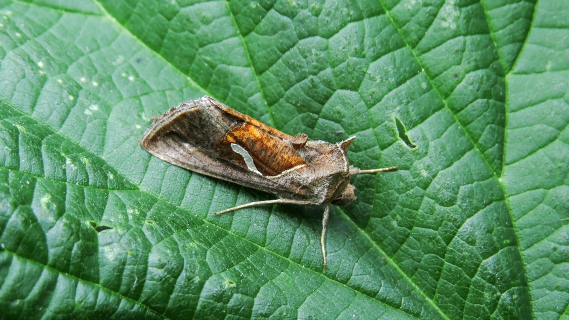 Macdunnoughia confusa - cseppfoltos ezüstbagoly