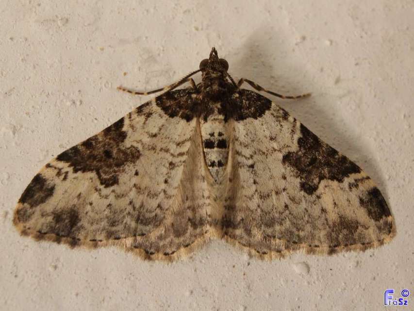Xanthorhoe fluctuata - közönséges tarkaaraszoló