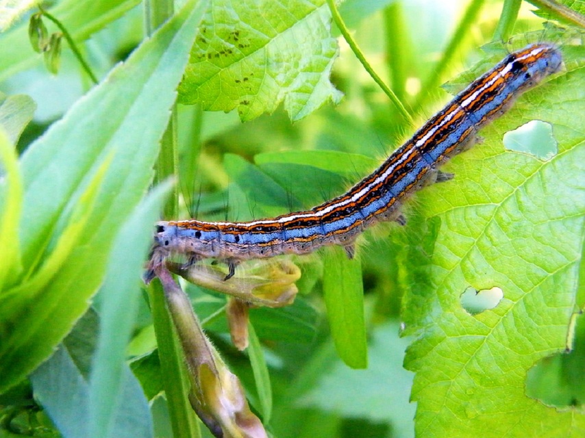 Malacosoma neustria - gyűrűsszövő