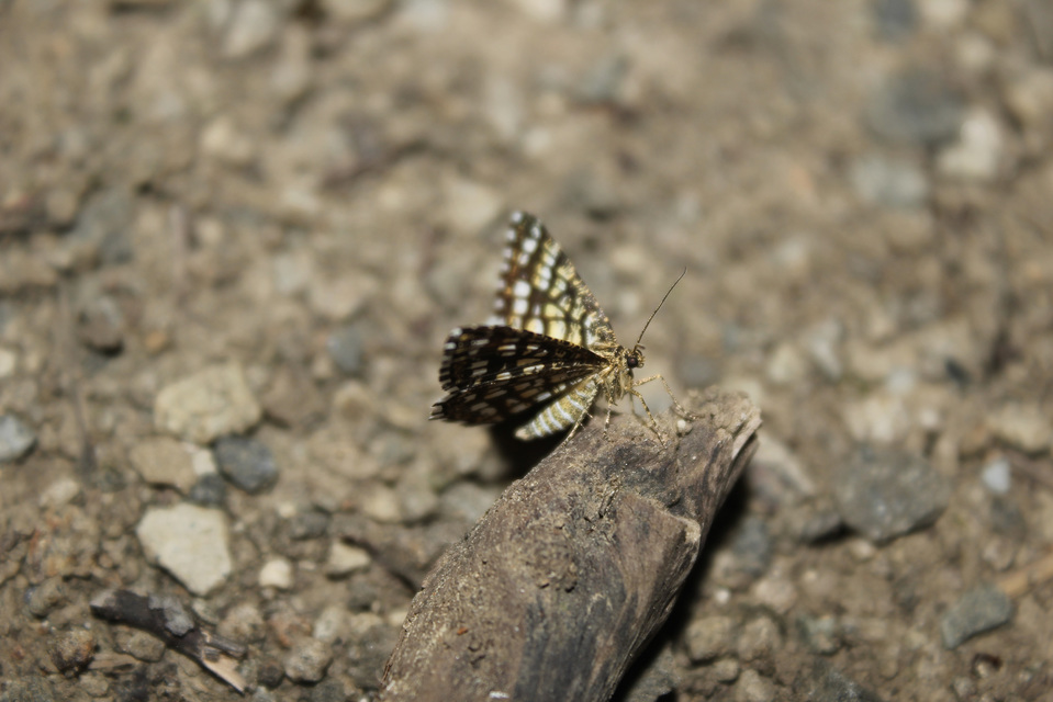 Chiasmia clathrata - rácsos rétiaraszoló