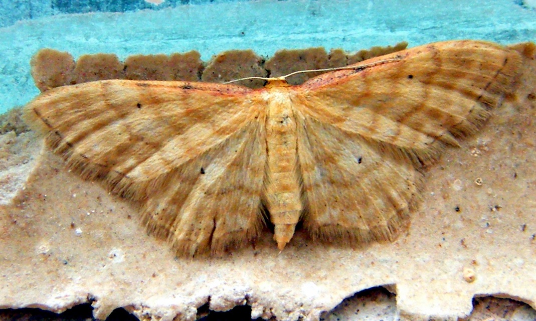 Idaea humiliata - vörösszélű apróaraszoló