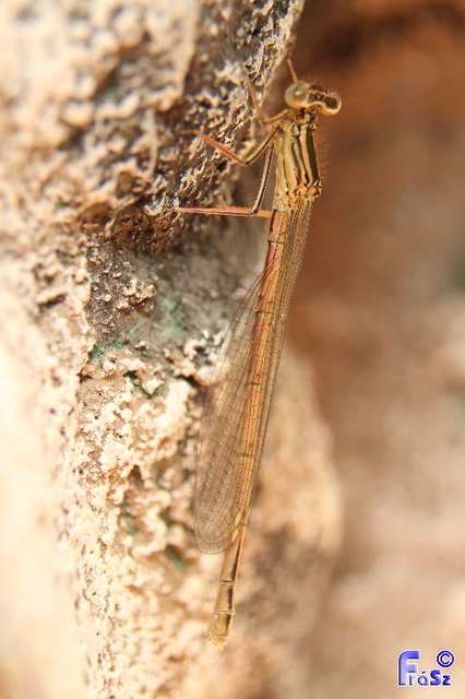 Platycnemis pennipes - széleslábú szitakötő