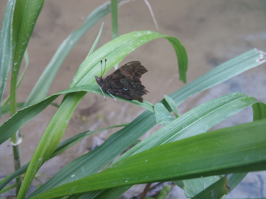 Nymphalis c-album - C-betűs lepke