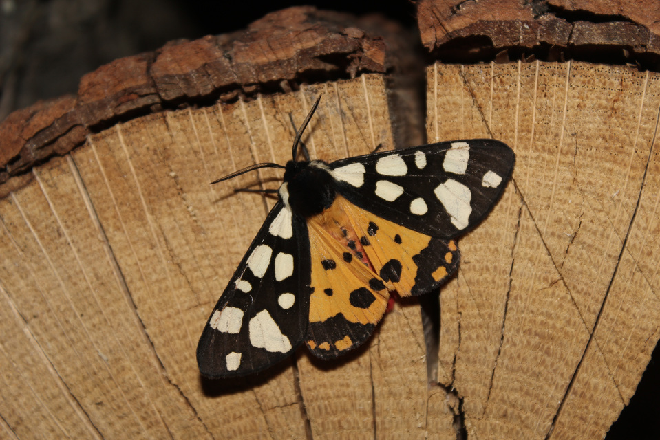 Arctia villica - fekete medvelepke