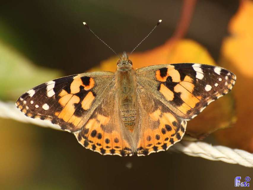 Vanessa cardui - bogáncslepke