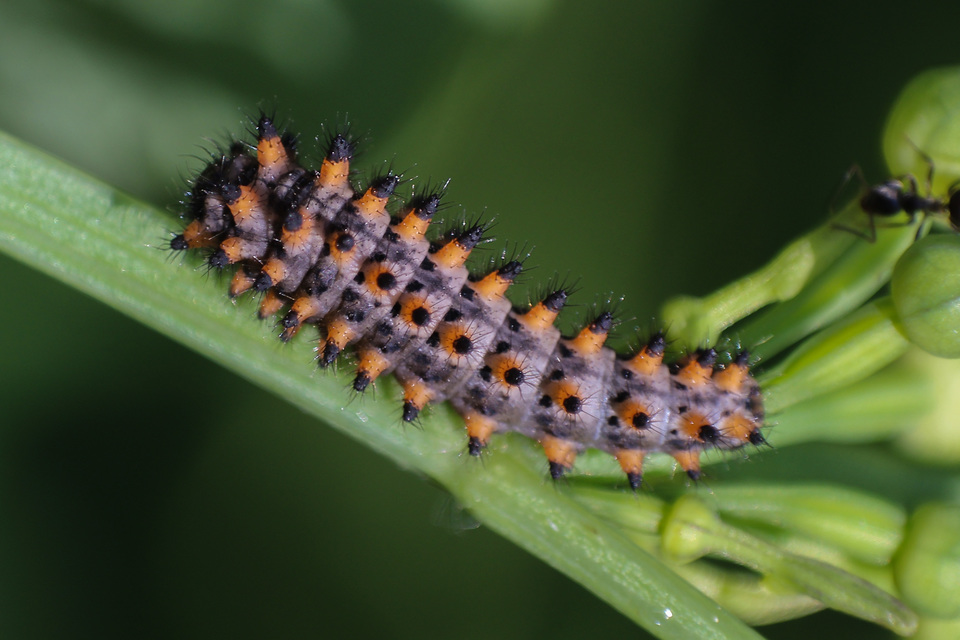 Zerynthia polyxena - farkasalmalepke