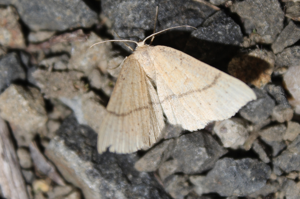 Cyclophora ruficiliaria - vörösrojtú pettyesaraszoló