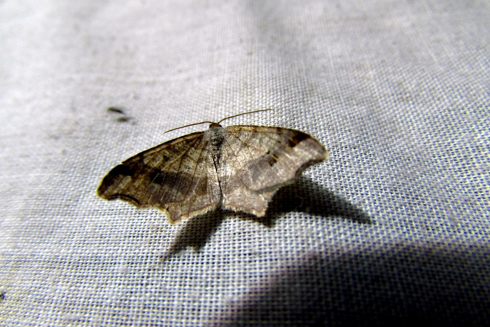 Macaria alternata - közönséges szürkearaszoló