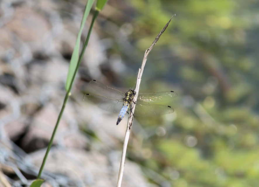 Orthetrum cancellatum - feketefarkú pásztorszitakötő