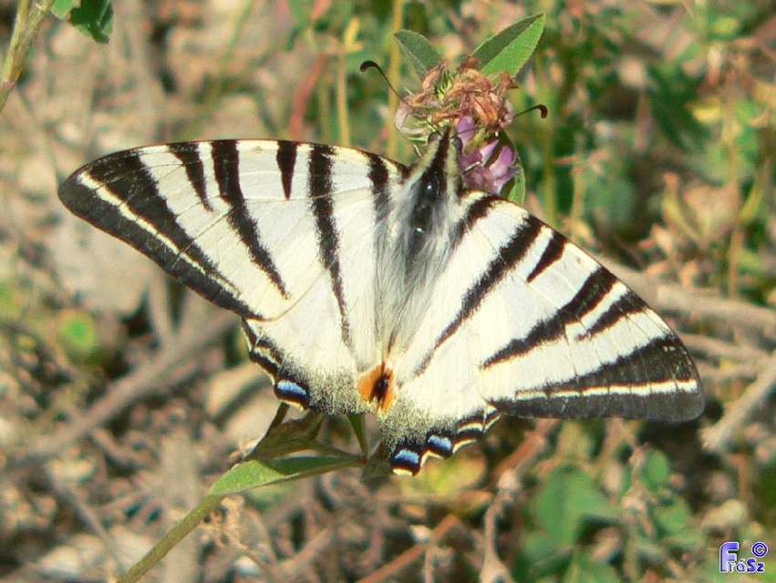 Iphiclides podalirius - kardoslepke