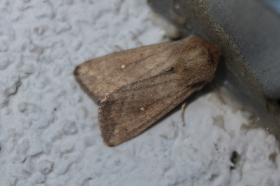 Mythimna albipuncta - fehérpettyes rétibagoly
