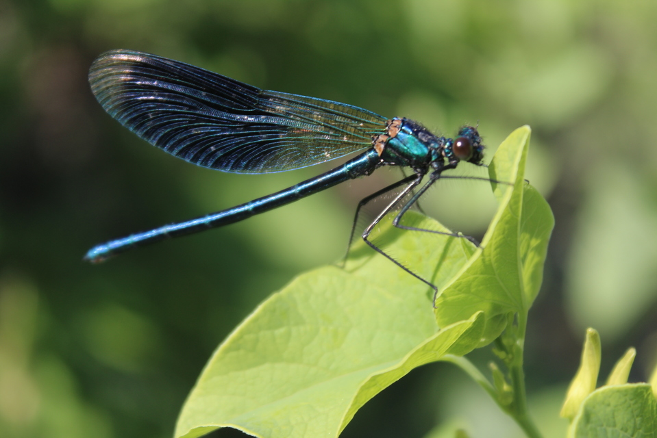 Calopteryx splendens - sávos szitakötő
