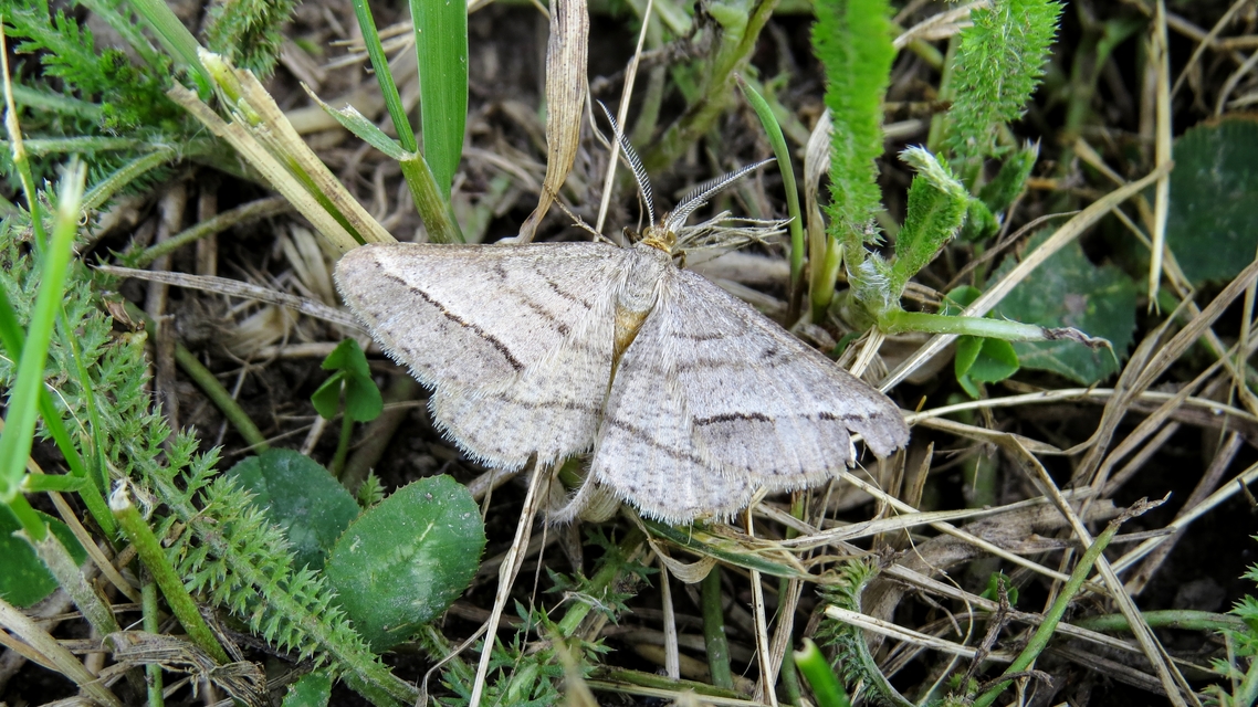 Tephrina arenacearia - lucerna-araszoló