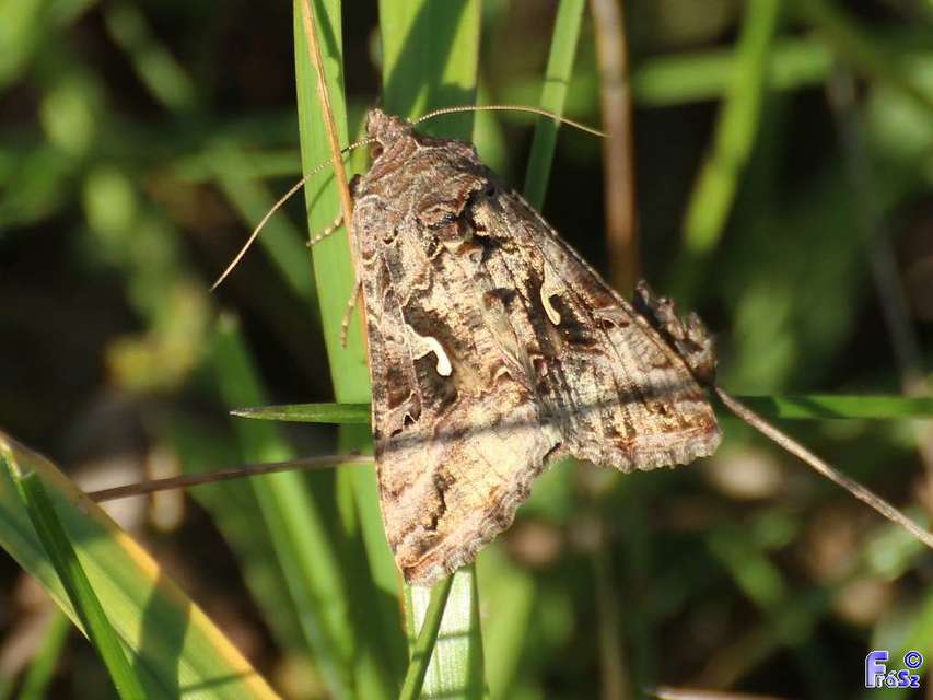Autographa gamma - gammalepke