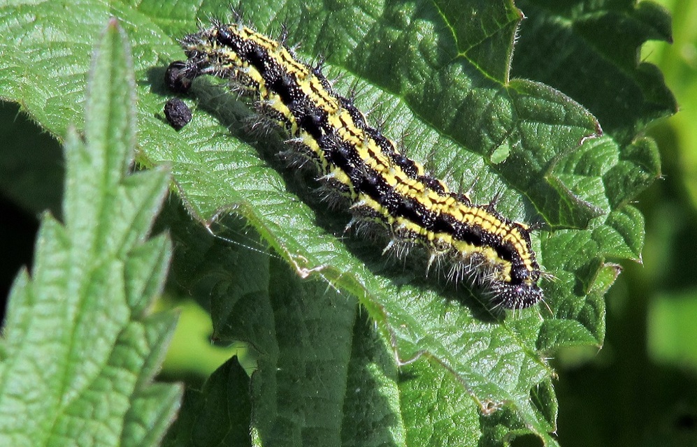 Nymphalis urticae - kis rókalepke