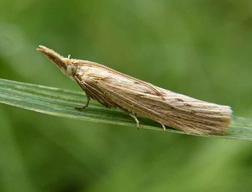 Ematheudes punctella - kúposfejű karcsúmoly