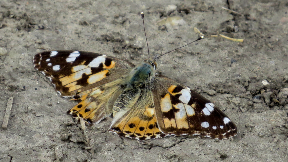 Vanessa cardui - bogáncslepke