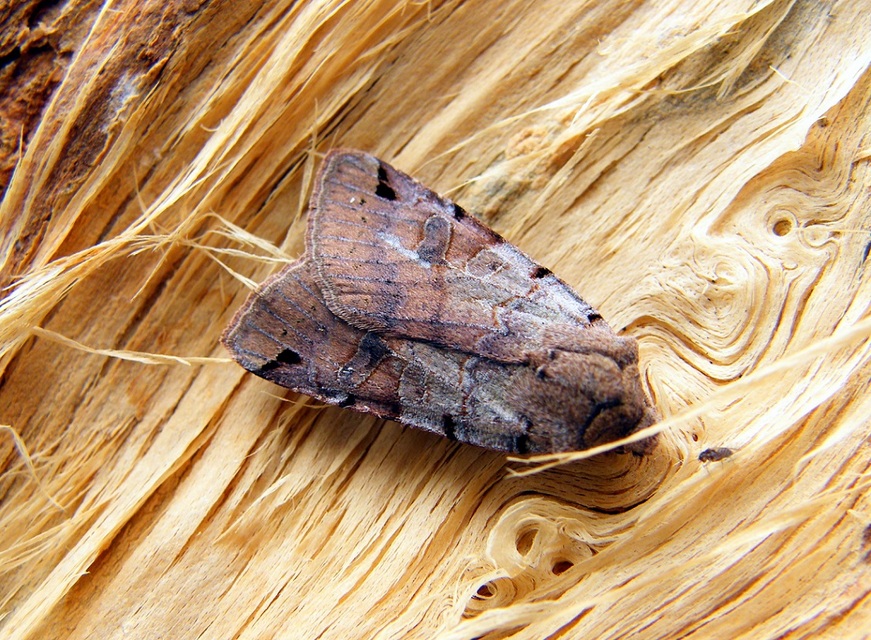 Anchoscelis litura - tarka őszibagoly