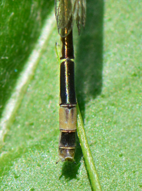 Ischnura elegans