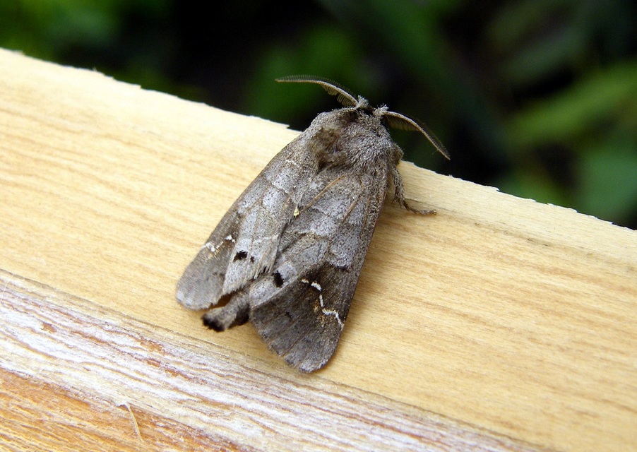 Clostera anachoreta - tarka levélszövő