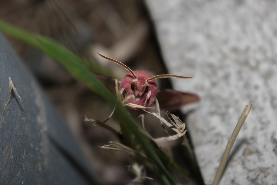 Deilephila porcellus - piros szender