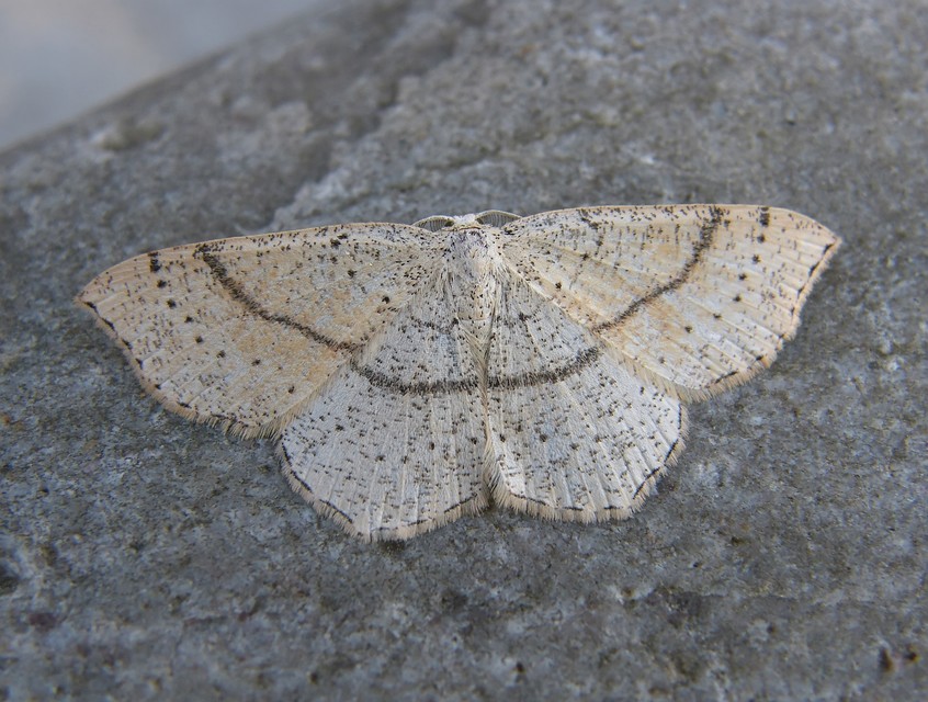 Cyclophora punctaria - sávos pettyesaraszoló