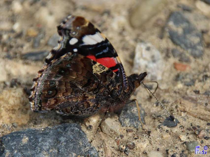 Vanessa atalanta - atalantalepke
