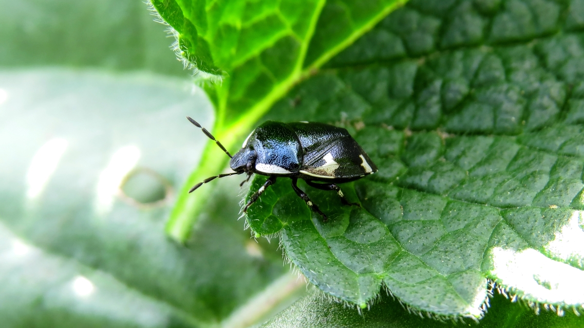 Tritomegas sexmaculatus - hatfoltos földipoloska