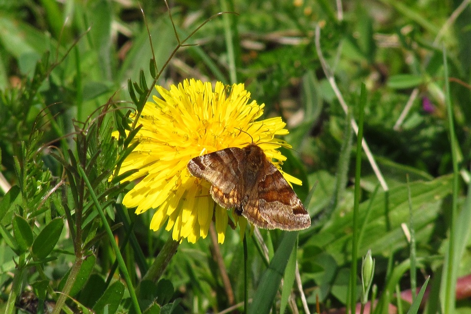Euclidia glyphica - közönséges nappalibagoly