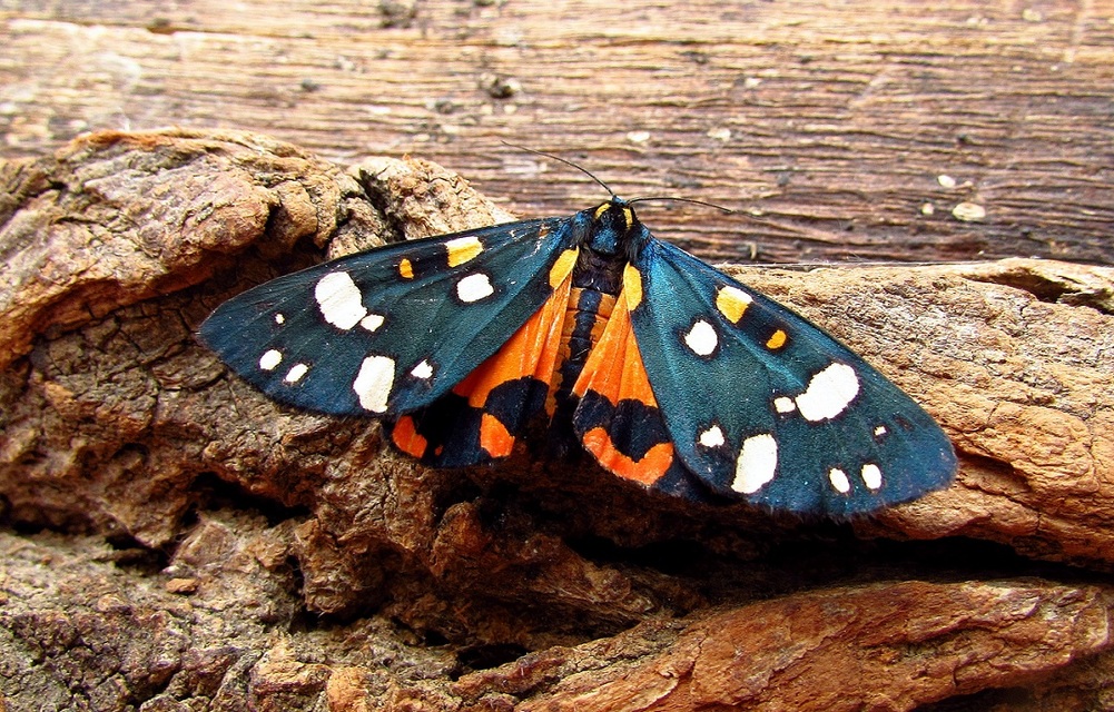Callimorpha dominula - fémes medvelepke