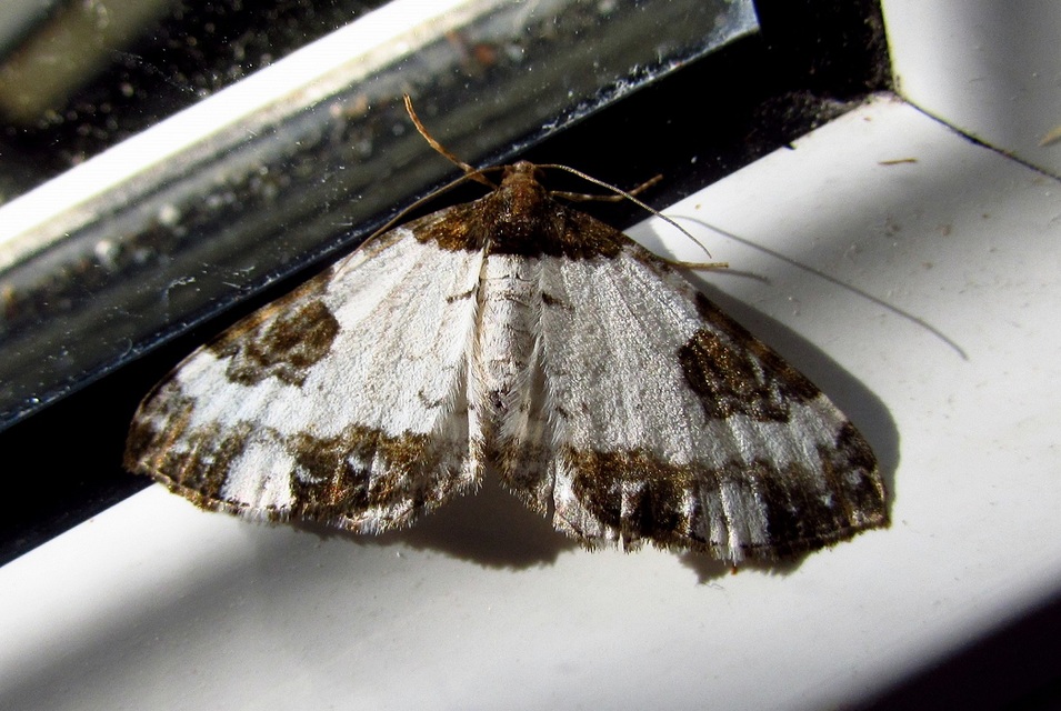 Melanthia procellata - hullámos tarkaaraszoló