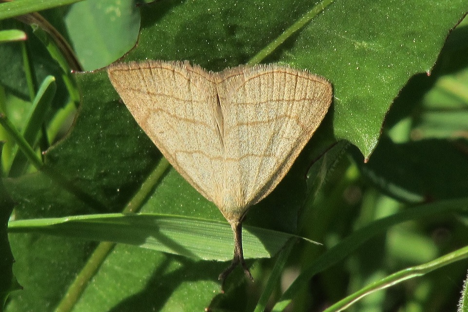 Polypogon tentacularia - sötétaljú karcsúbagoly