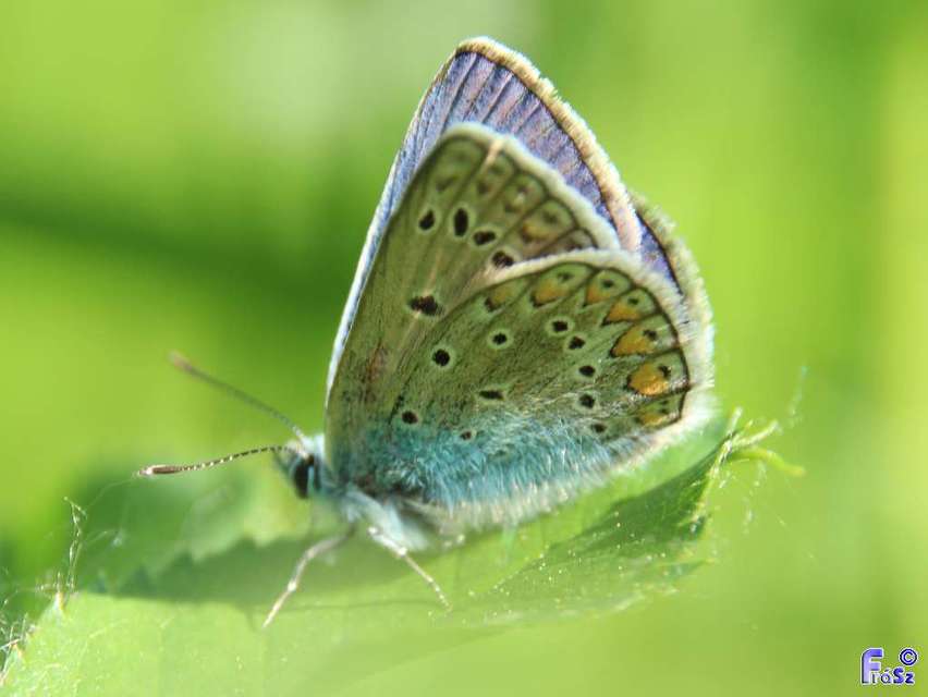 Polyommatus icarus - közönséges boglárka