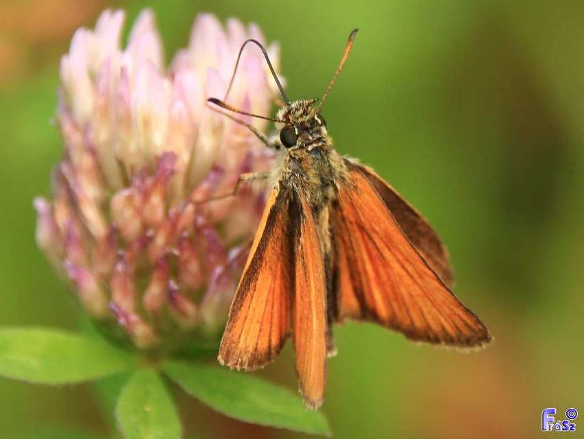Thymelicus lineola - vonalas busalepke