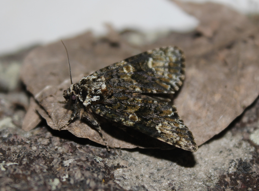 Craniophora ligustri - fagyalbagoly