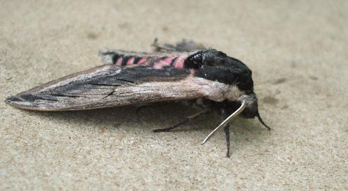 Sphinx ligustri - fagyalszender