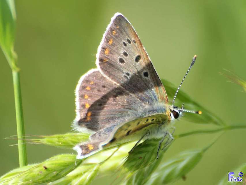Lycaena tityrus - barna tűzlepke