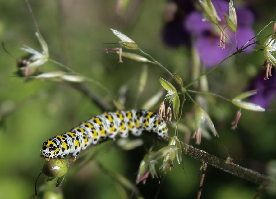Shargacucullia gozmanyi/scrophulariae/verbasci