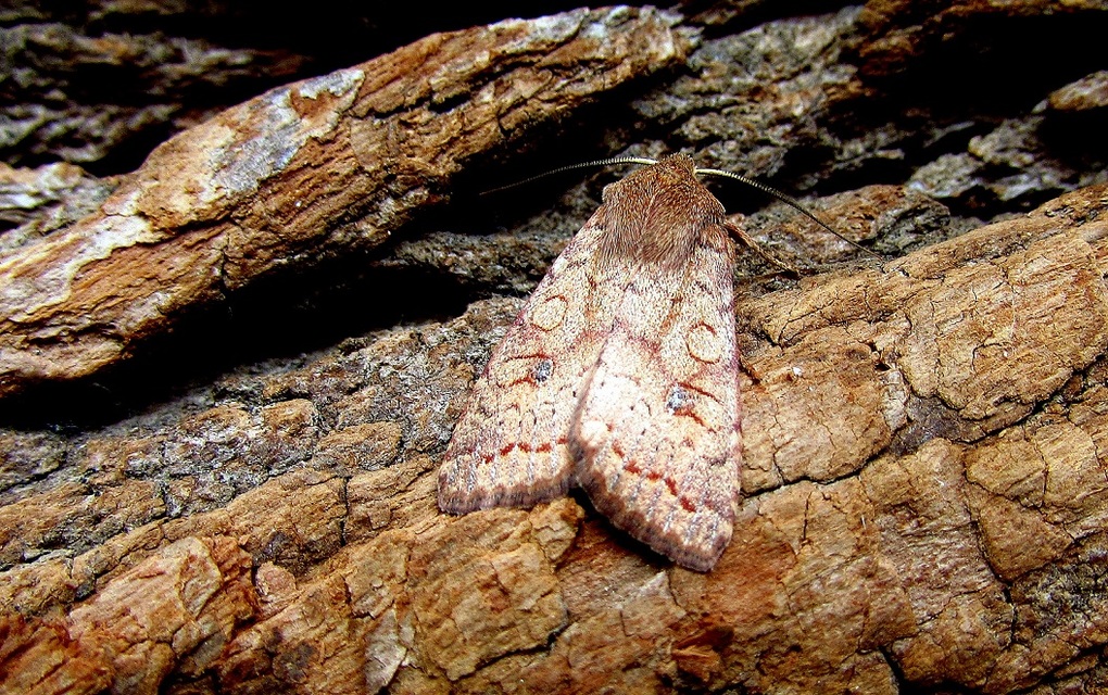 Sunira circellaris - okkersárga őszibagoly