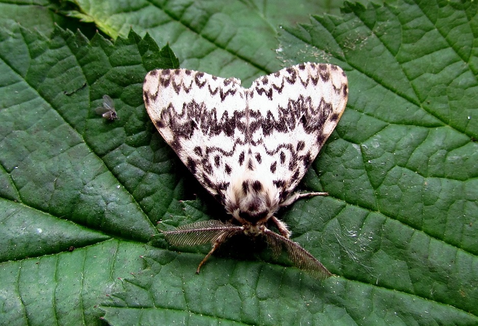 Lymantria monacha - apácalepke