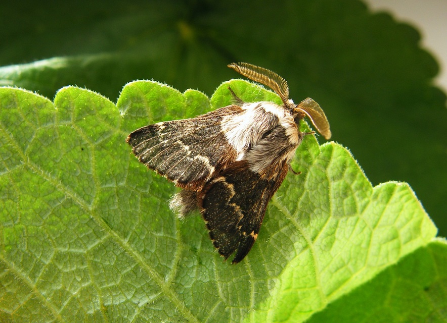 Poecilocampa populi - nyárfaszövő