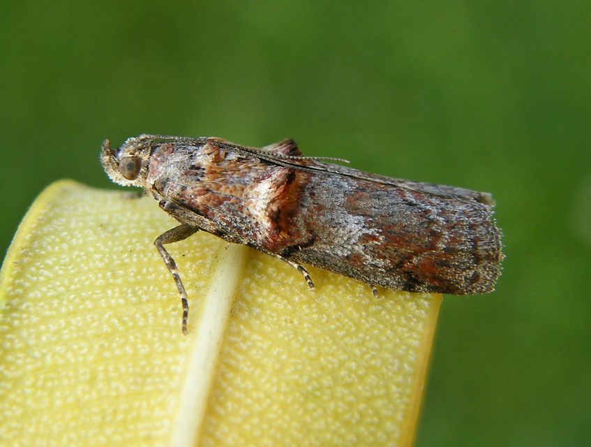 Trachonitis cristella - bokorrágó karcsúmoly