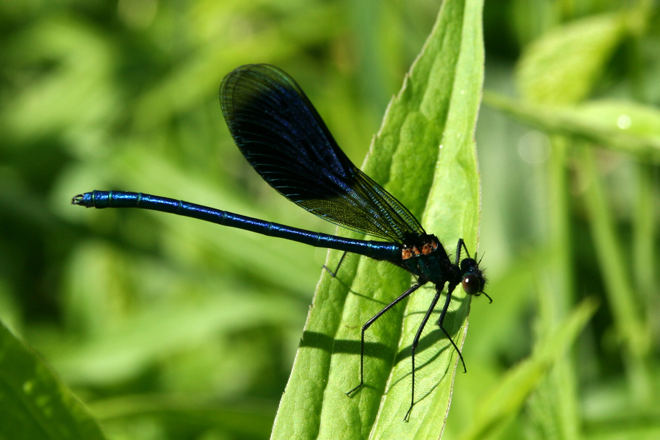 Calopteryx splendens - sávos szitakötő