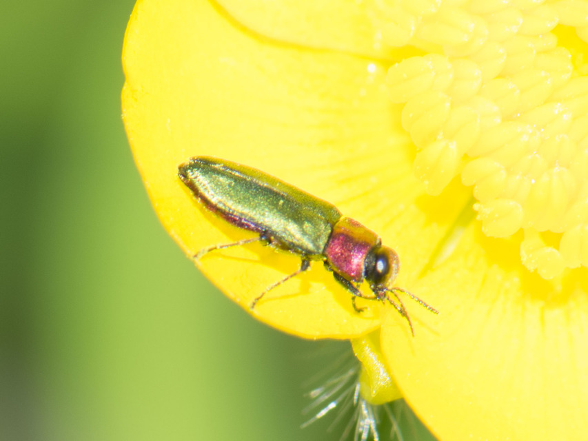 Anthaxia nitidula - ragyogó virágdíszbogár