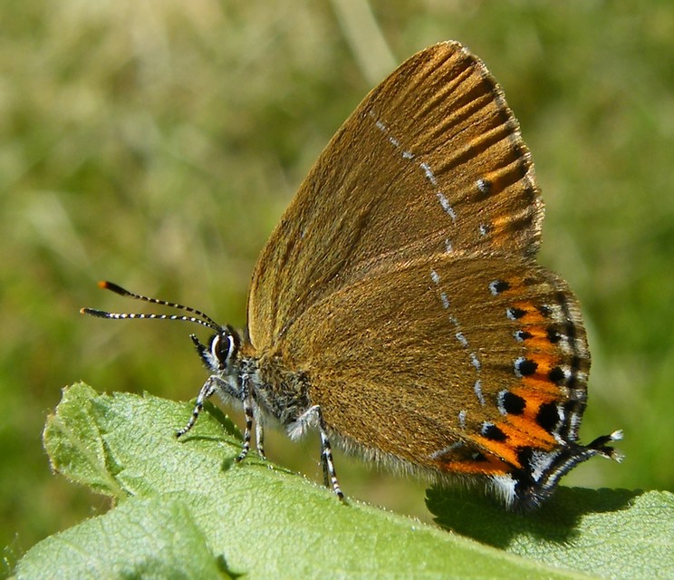 Satyrium pruni - szilvafa-csücsköslepke